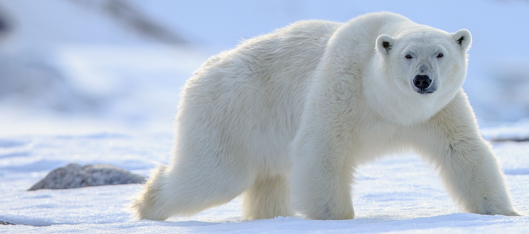 Polar bears are at risk of climate change. Is human-centred design the best method for dealing with such a threat?